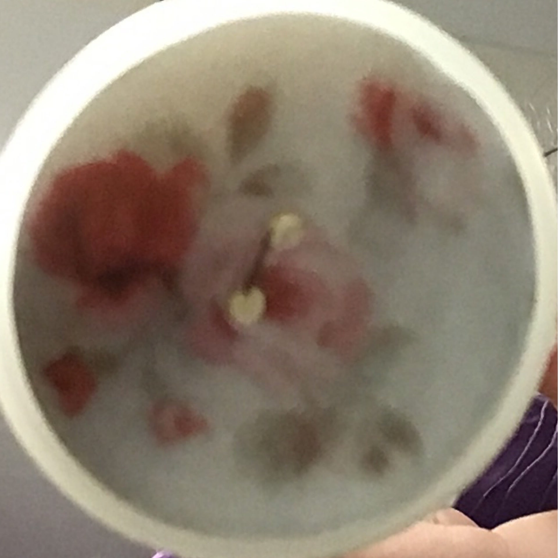 Buttons - 35mm River Shell - Natural | Gippsland Craft Emporium